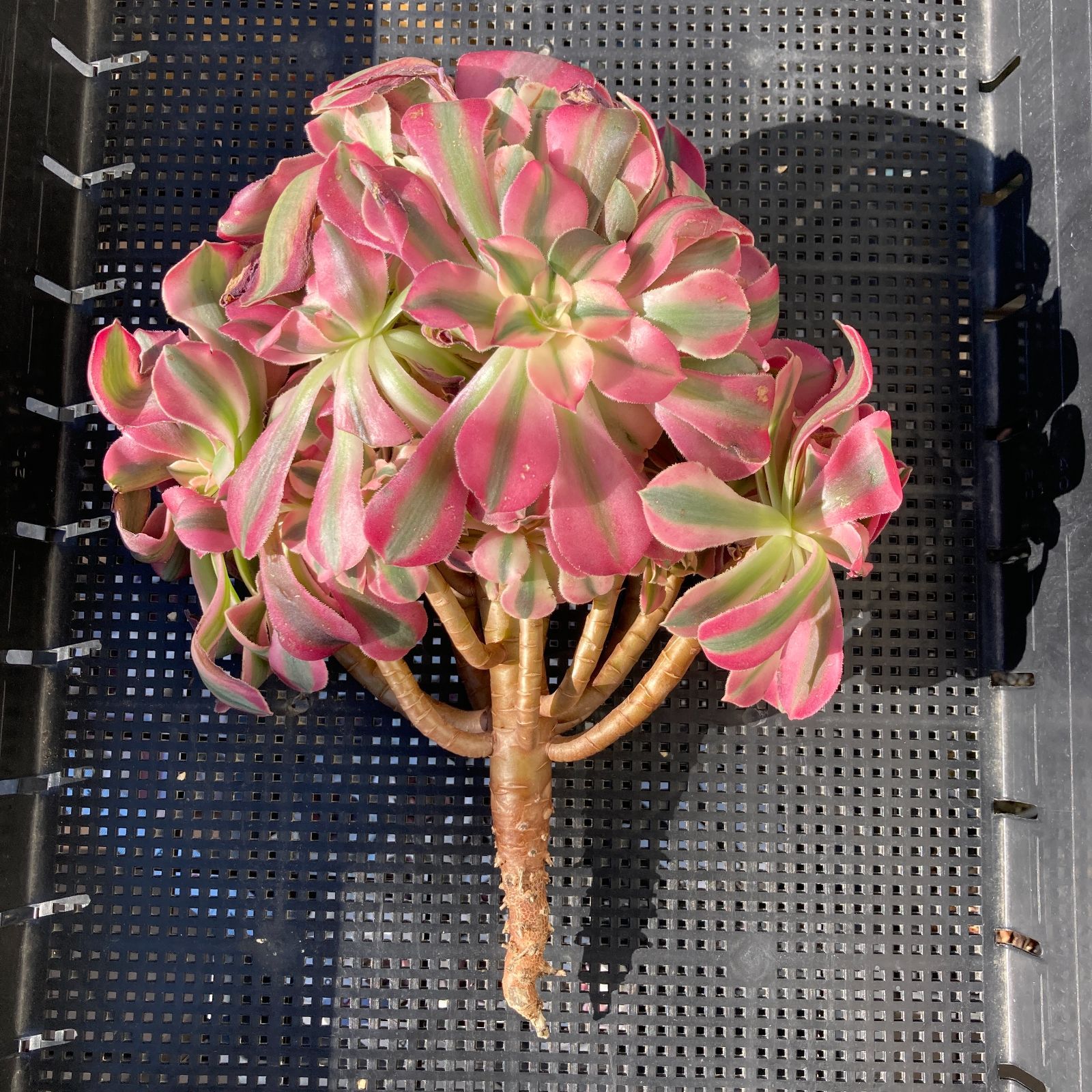 新入荷｜送料込】アエオニウム 韓国苗 初恋（Aeonium） 多肉植物｜ポコ