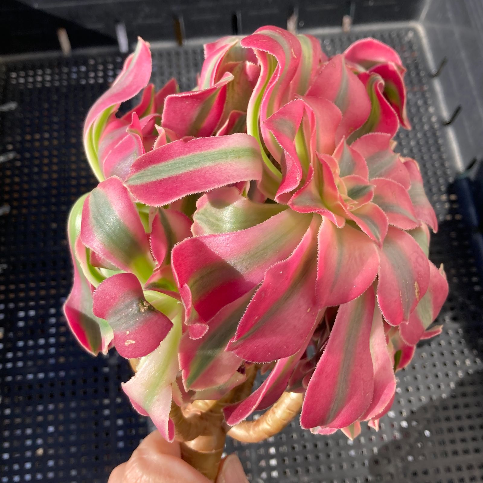 新入荷｜送料込】アエオニウム 韓国苗 初恋（Aeonium） 多肉植物｜ポコ