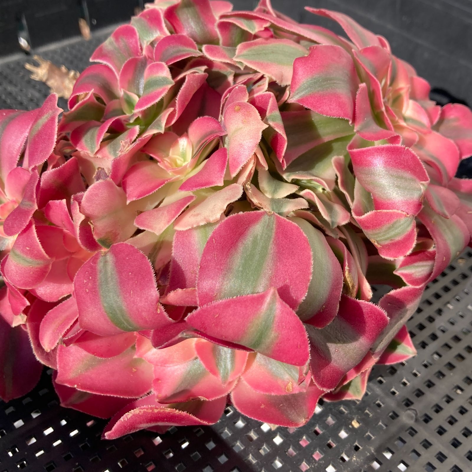 新入荷｜送料込】アエオニウム 韓国苗 初恋（Aeonium） 多肉植物｜ポコ