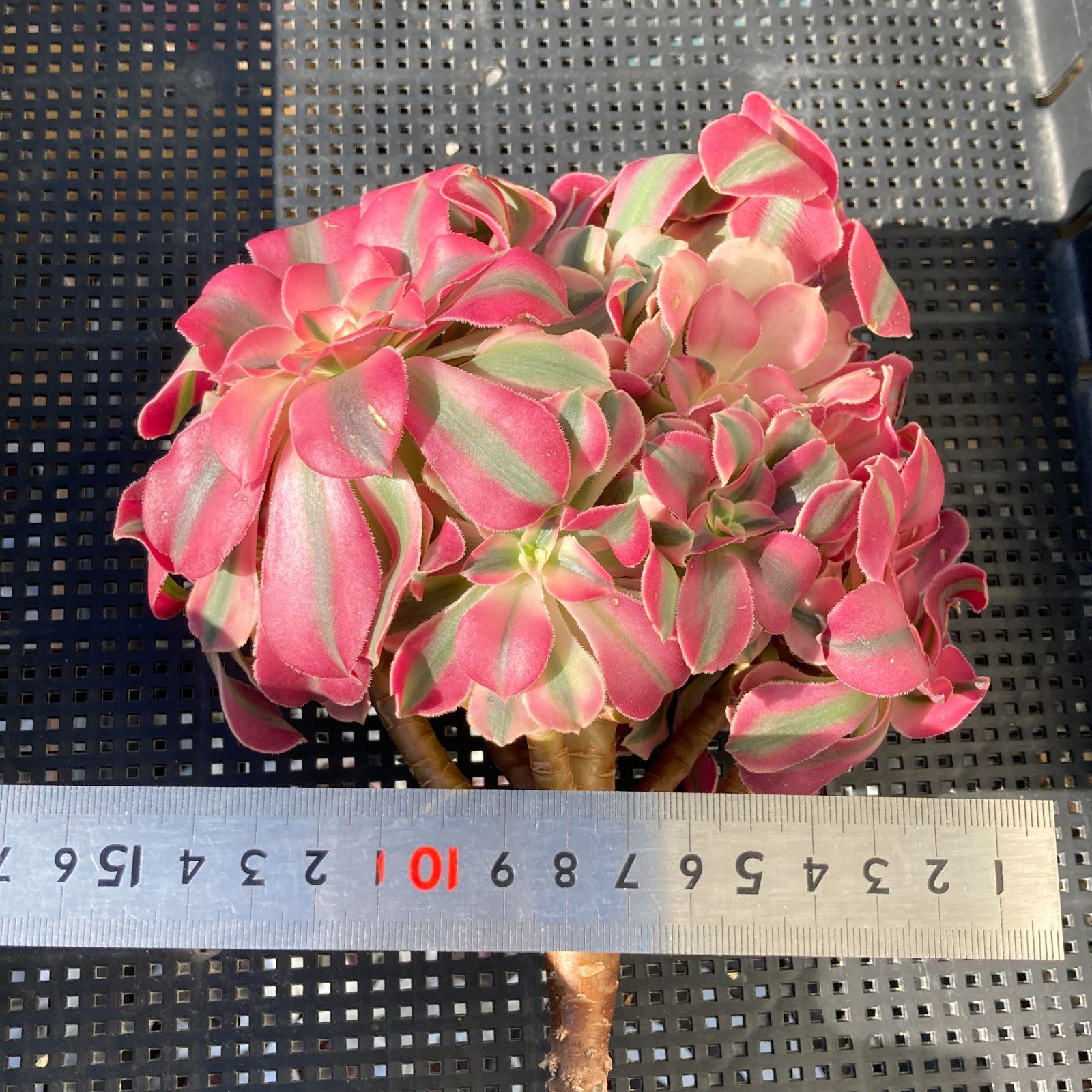 新入荷｜送料込】アエオニウム 韓国苗 初恋（Aeonium） 多肉植物｜ポコ