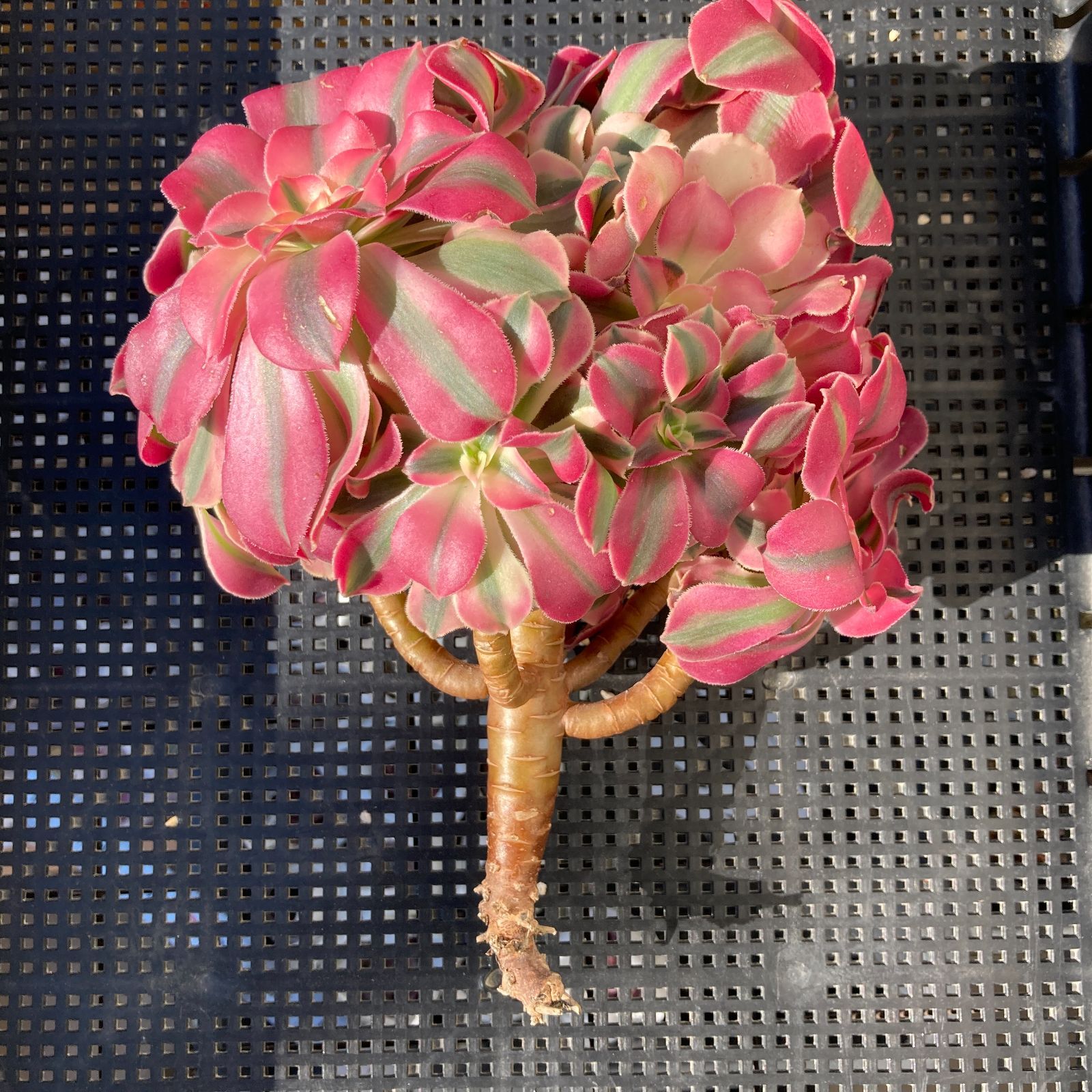 新入荷】アエオニウム 韓国苗 初恋（群生） 超特大 多肉植物 ポコ多肉