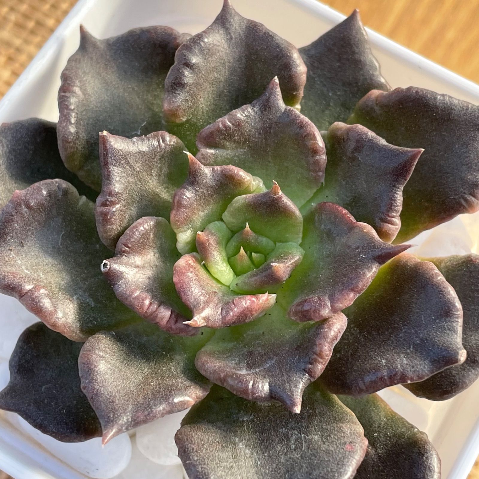 多肉植物✿④ブラックマディバ✿エケベリア カット苗 寄せ植えなどに