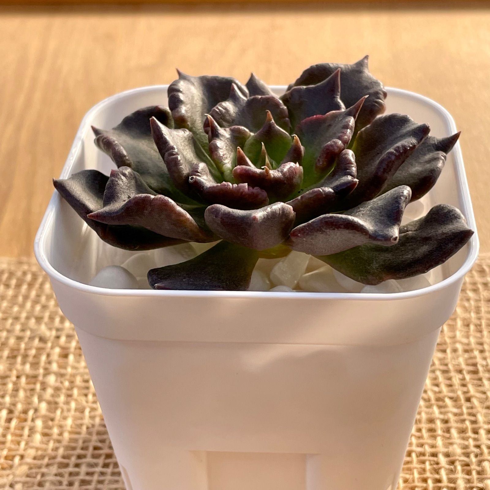 多肉植物✿④ブラックマディバ✿エケベリア カット苗 寄せ植えなどに