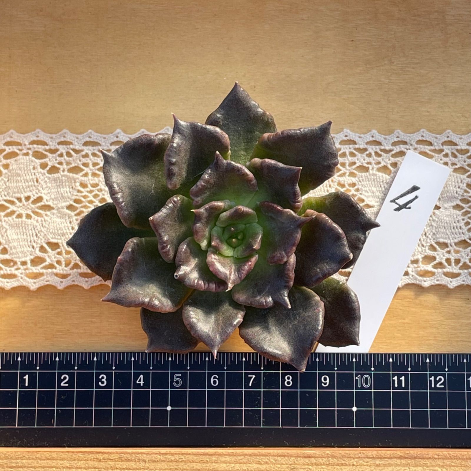 多肉植物✿④ブラックマディバ✿エケベリア カット苗 寄せ植えなどに