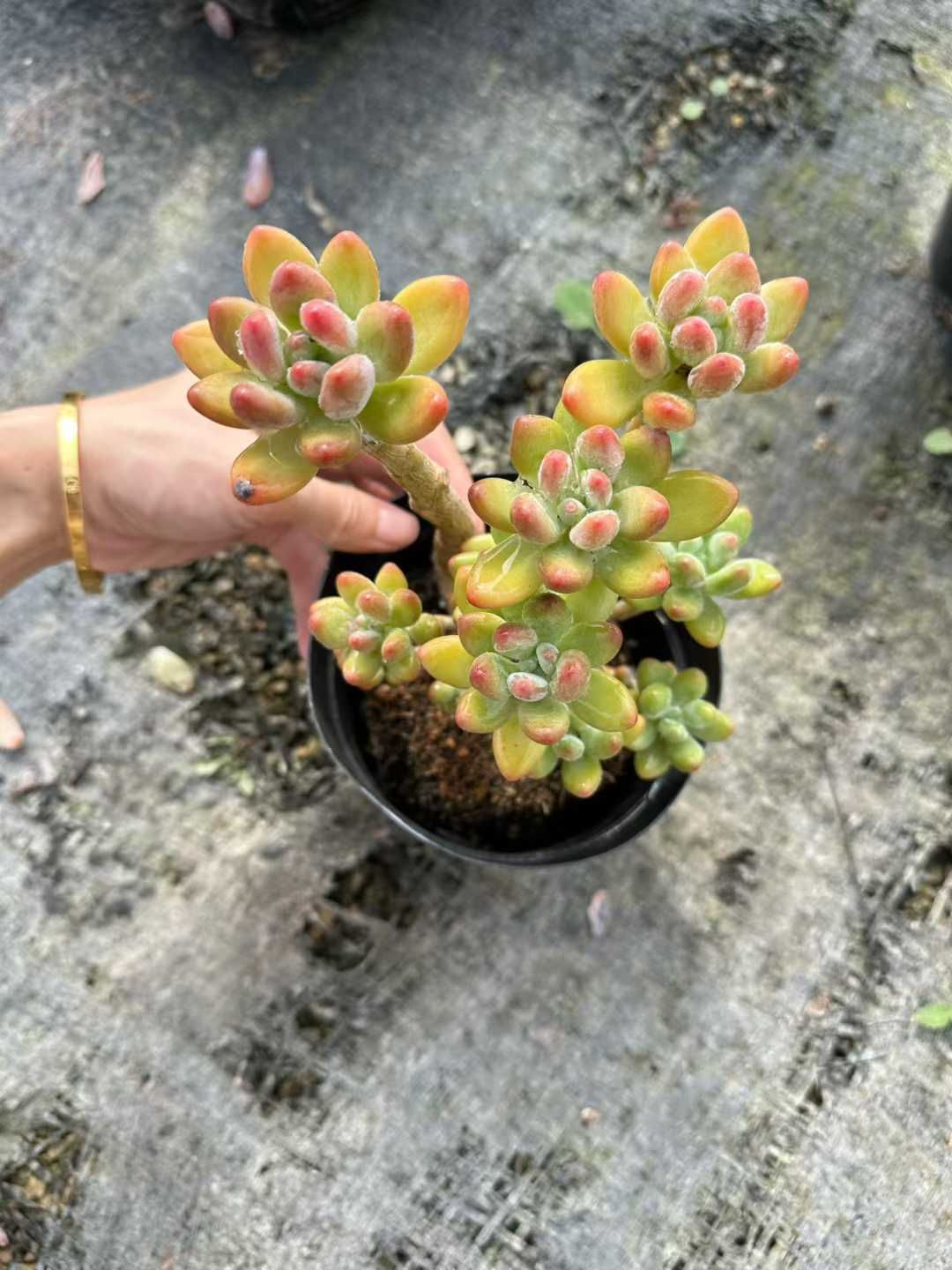 12株の抜き苗セット】アップル美人 多肉植物 佐川急便発送 エケベリア