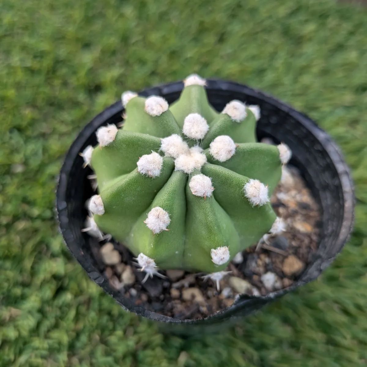 サボテン エキノプシス 刺無短毛丸 - メルカリ
