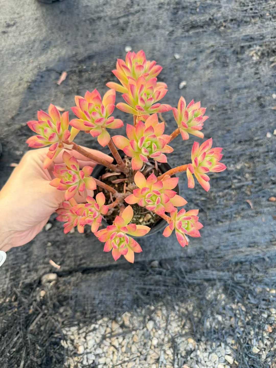 24株の抜き苗セット イエローフラワー 多肉植物 佐川急便発送 エケベリア 韓国苗 CQ 1962