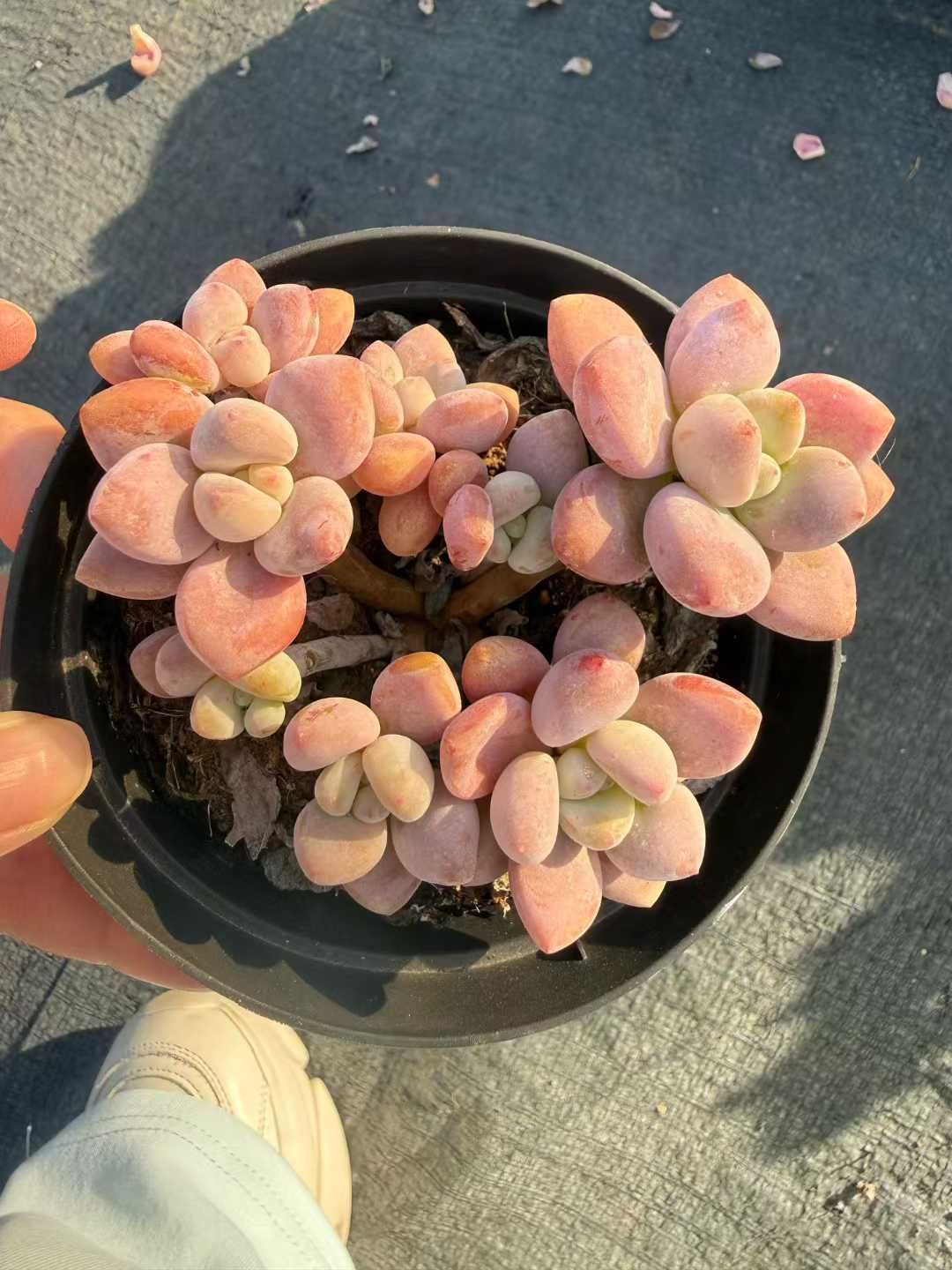 24株の抜き苗セット サクラローシン 多肉植物 佐川急便発送 エケベリア 韓国苗 CQ 1964