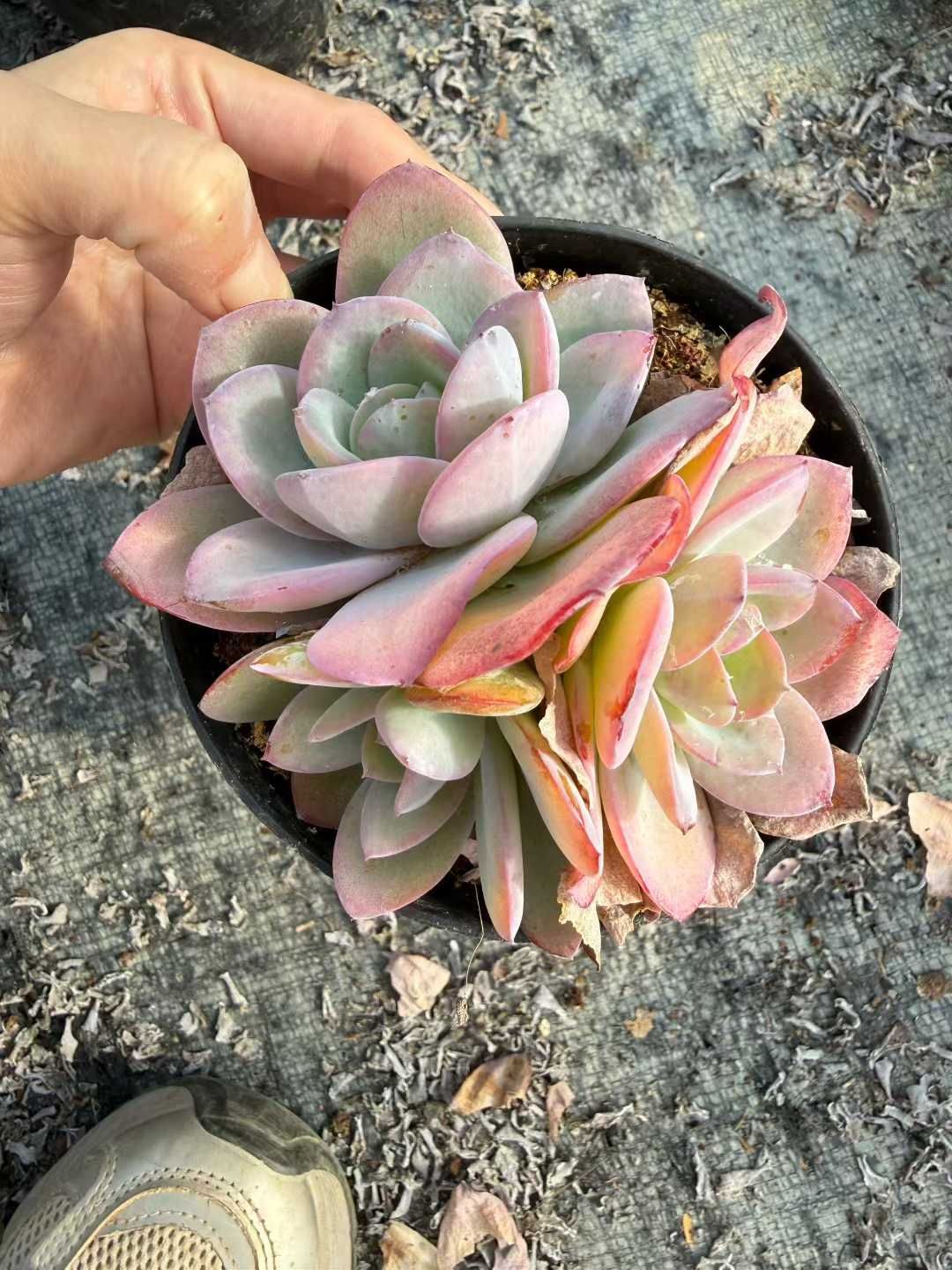 18株の抜き苗セット ブリンクス ブルー多頭 多肉植物 佐川急便発送 エケベリア 韓国苗 CQ 1966