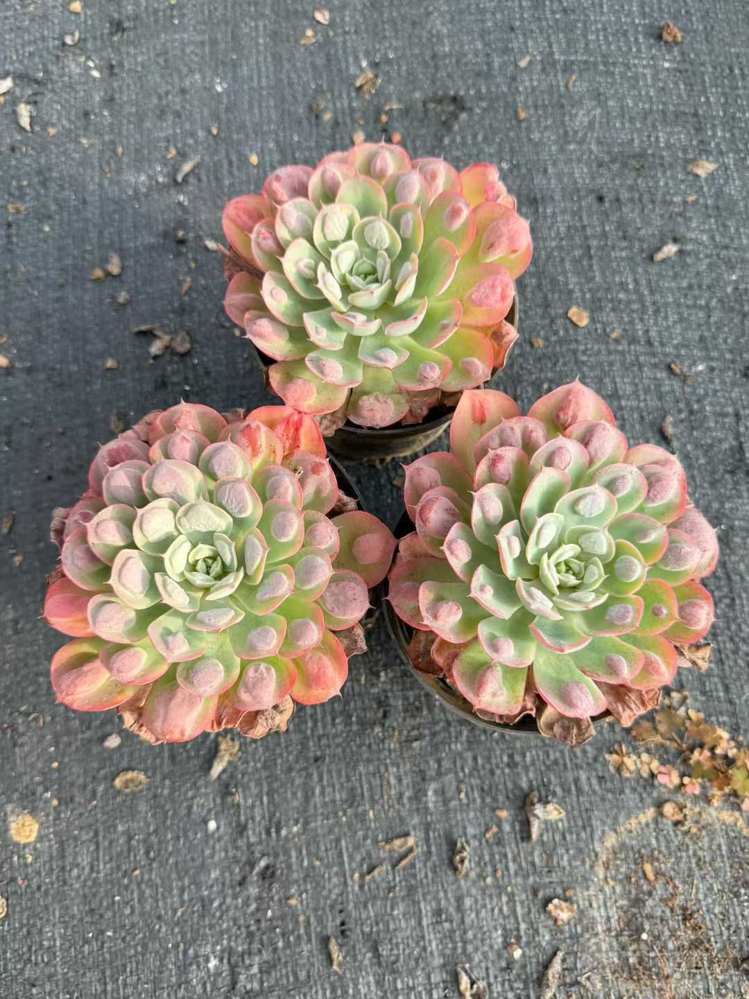 18株の抜き苗セット】雨のしずく単頭 多肉植物 佐川急便発送