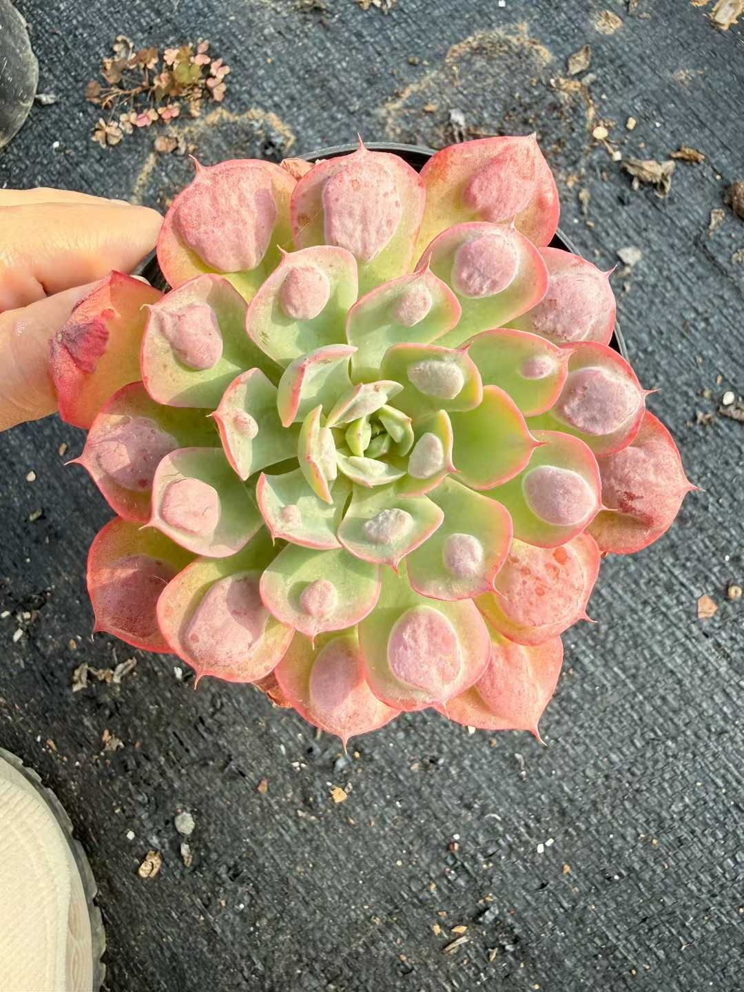 18株の抜き苗セット】雨のしずく単頭 多肉植物 佐川急便発送