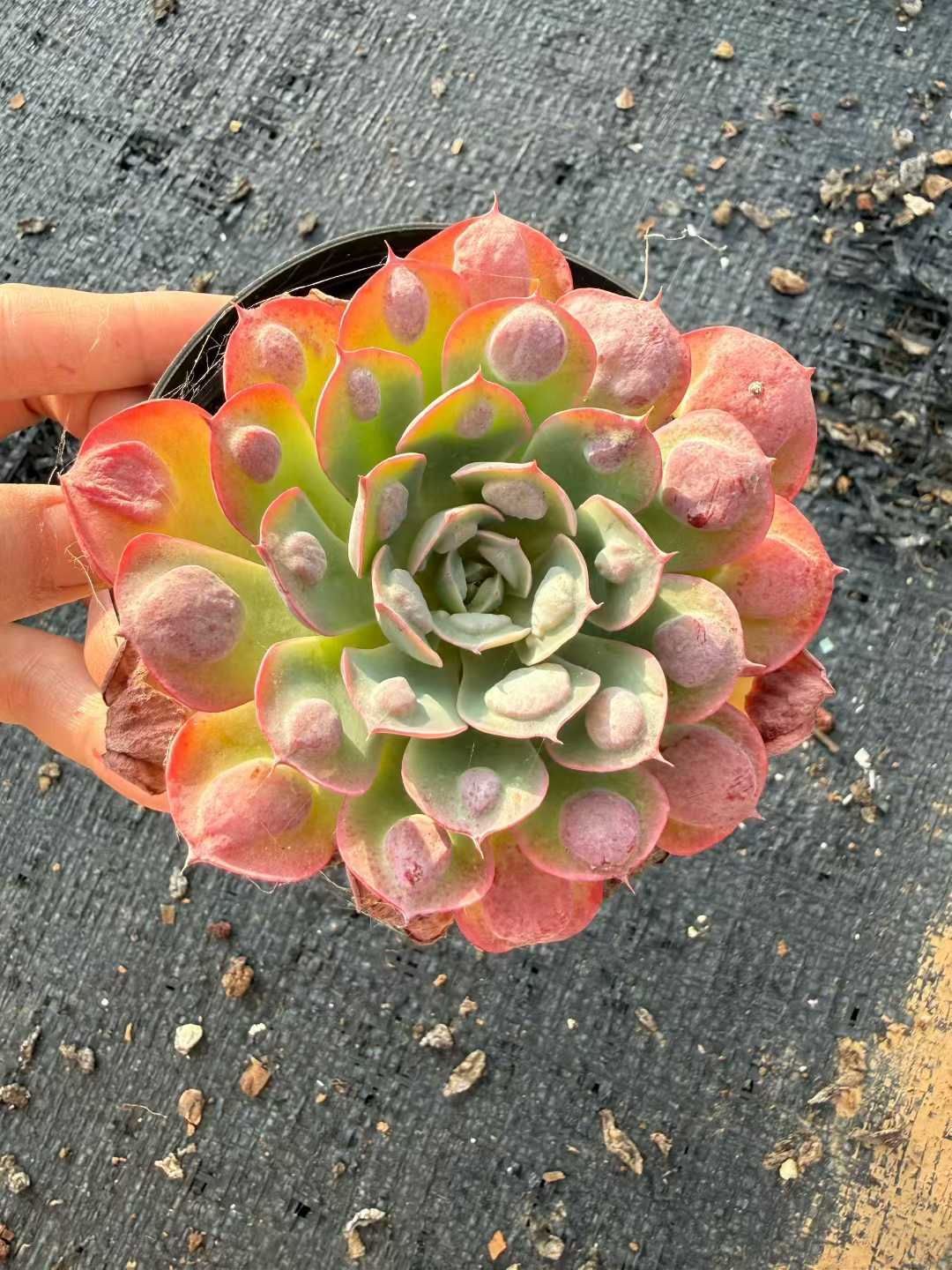 18株の抜き苗セット】雨のしずく単頭 多肉植物 佐川急便発送