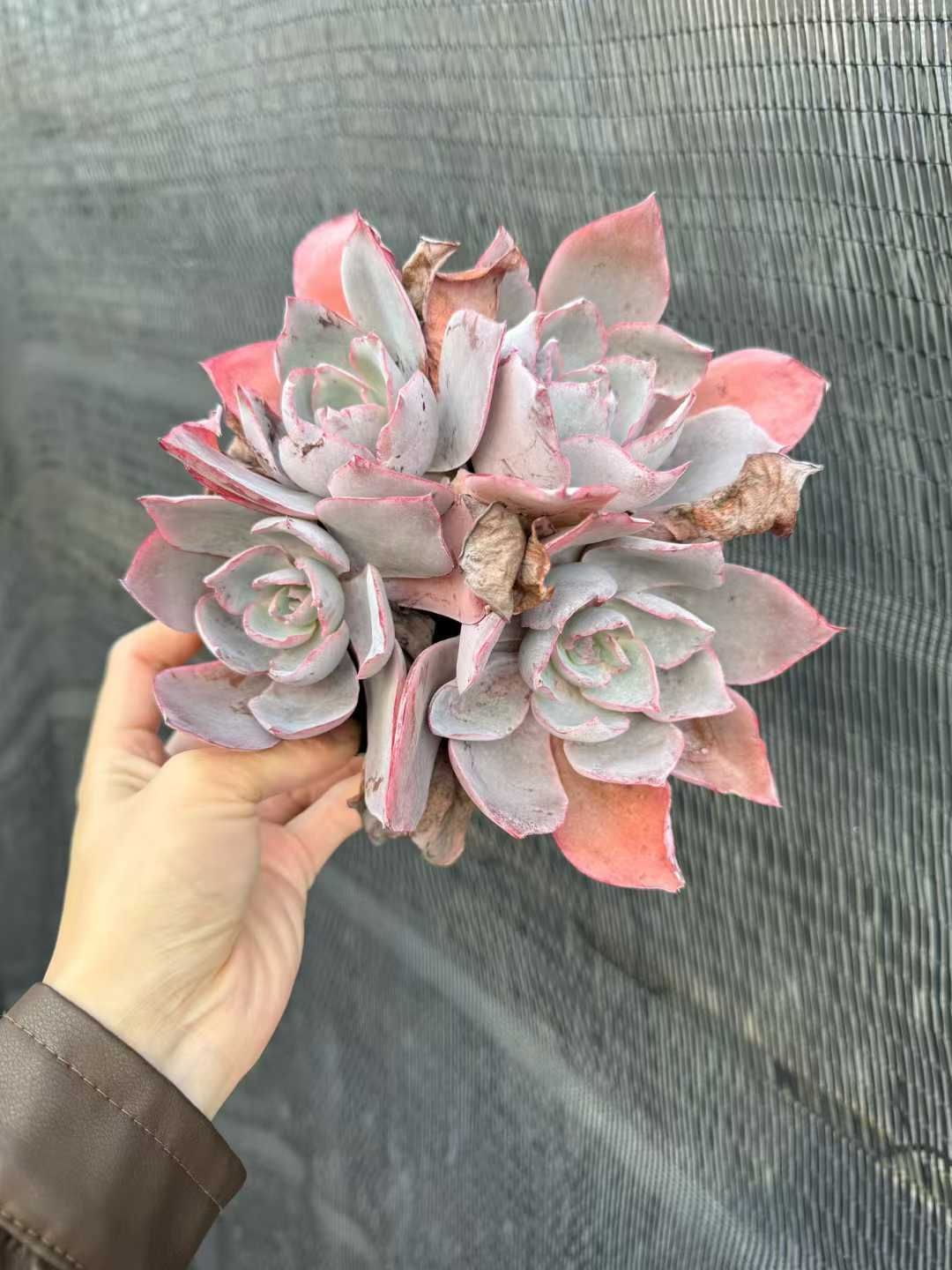 12株の抜き苗セット】アフターグロー多頭 多肉植物 佐川急便発送