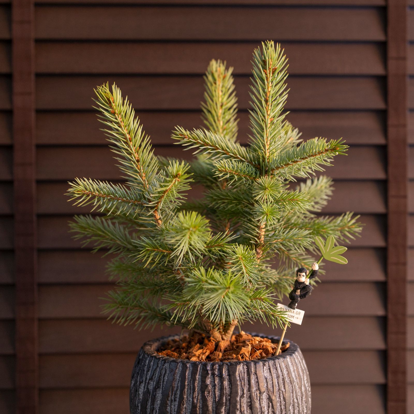 ピセア プンゲンス Picea pungens コロラドトウヒ 5号 陶器鉢 ピック付