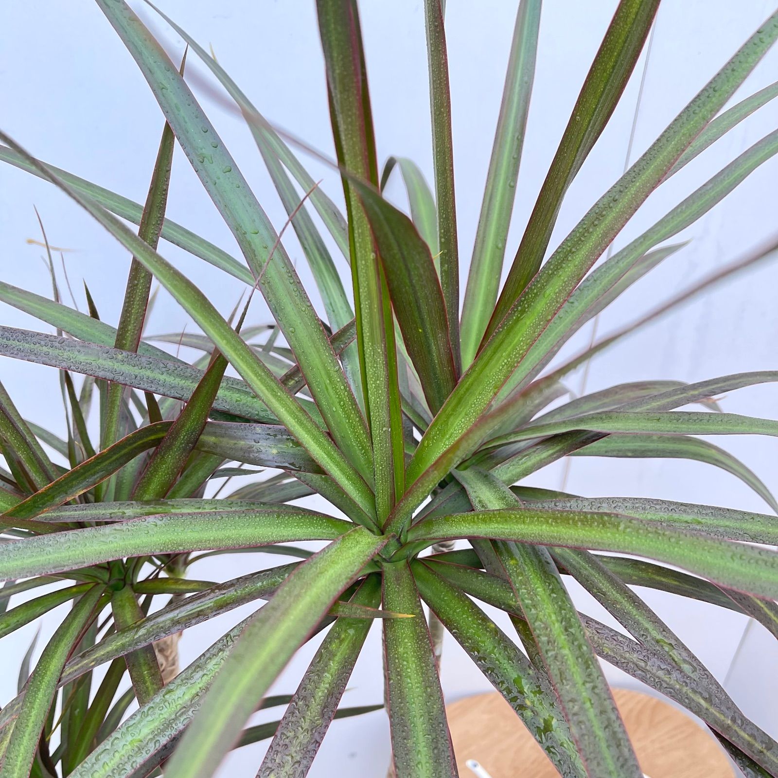 ドラセナ コンシンネ マジェンタ 5【現品】観葉植物 室内 大型 【公式