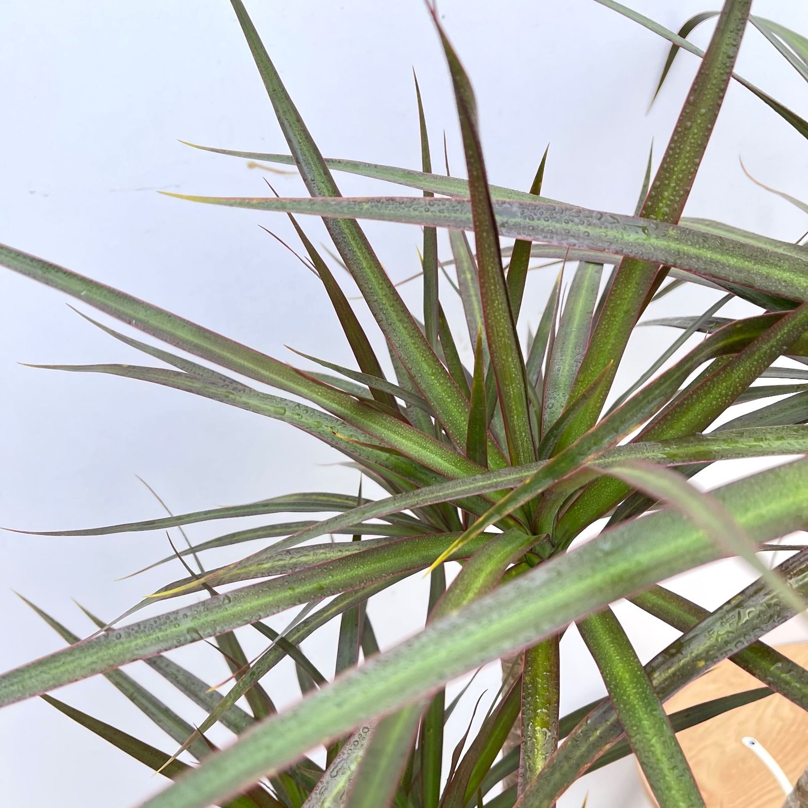 ドラセナ コンシンネ マジェンタ 5【現品】観葉植物 室内 大型 【公式