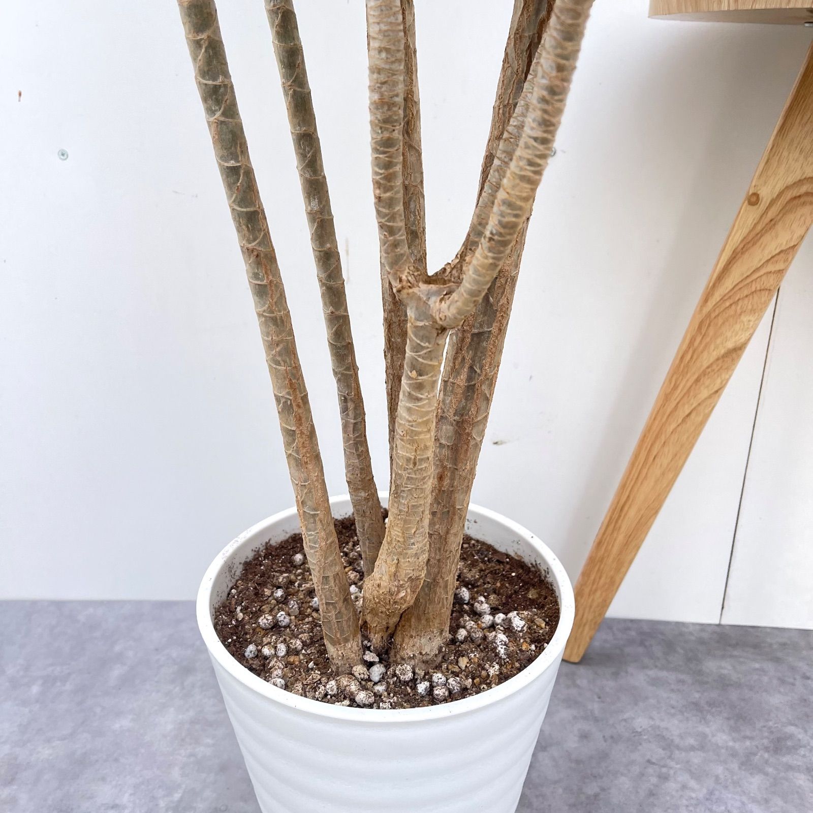ドラセナ コンシンネ マジェンタ 5【現品】観葉植物 室内 大型 【公式