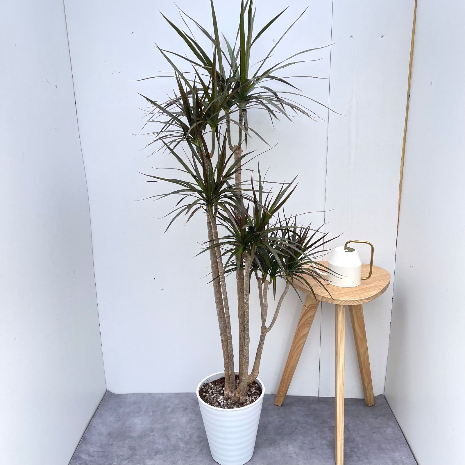 ドラセナ　コンシンネ　マジェンタ　5【現品】観葉植物　室内　大型 ドラセナ コンシンネ マジェンタ 5【現品】観葉植物 室内 大型 【公式