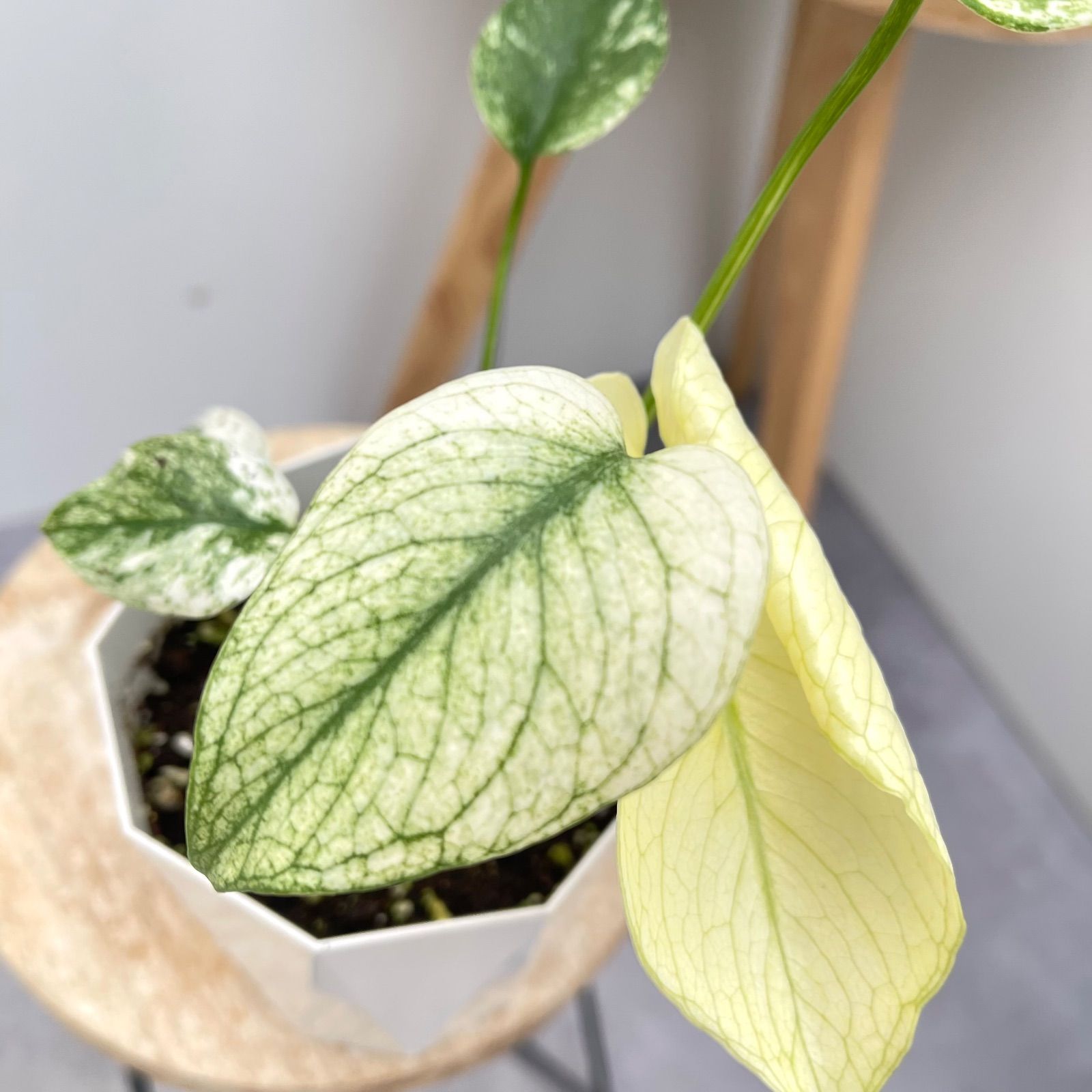 モンステラ デリシオサ ホワイトモンスター 2【現品】☆希少☆ 観葉