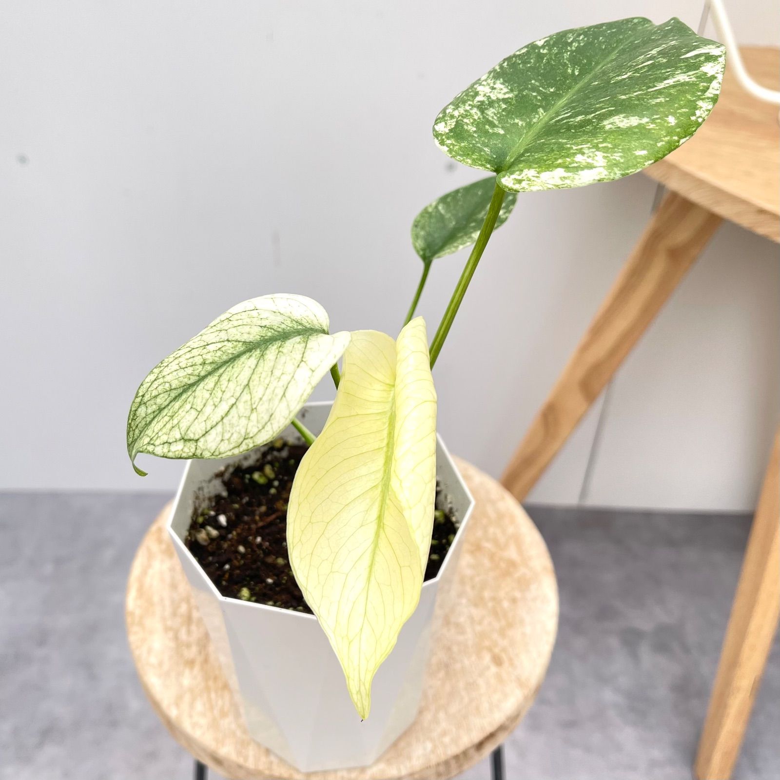 モンステラ デリシオサ ホワイトモンスター 2【現品】☆希少☆ 観葉