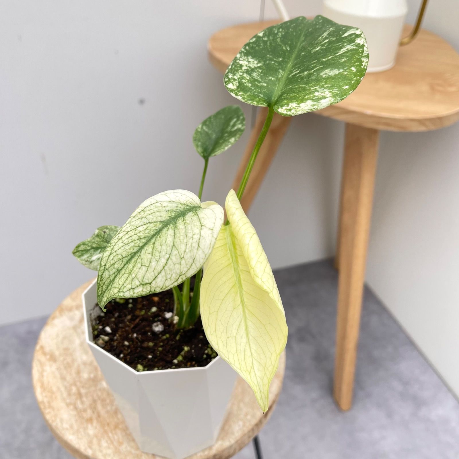 モンステラ デリシオサ ホワイトモンスター 2【現品】☆希少☆ 観葉