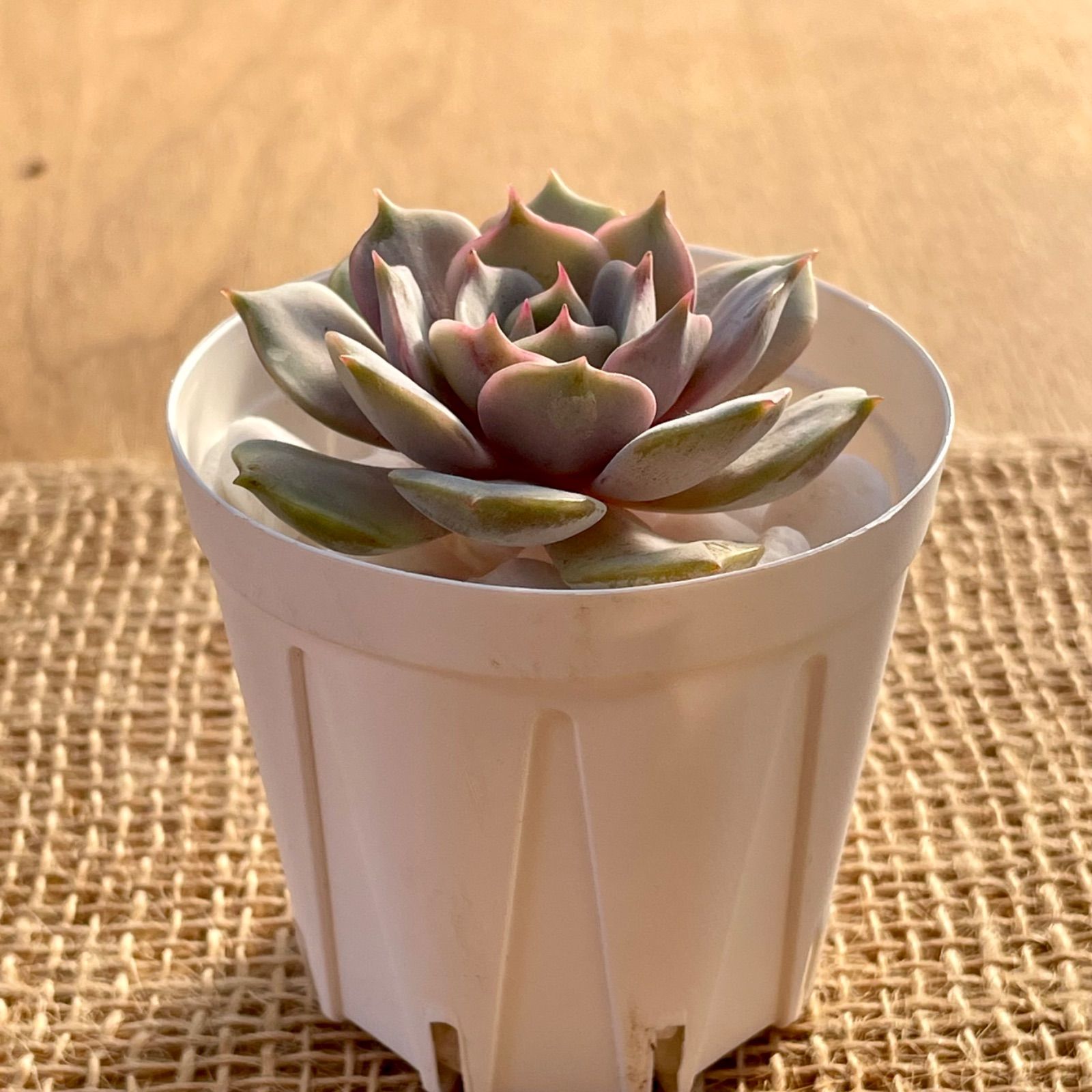 多肉植物✿(C)ローラ✿エケベリア カット苗 寄せ植えなどに♪ - メルカリ