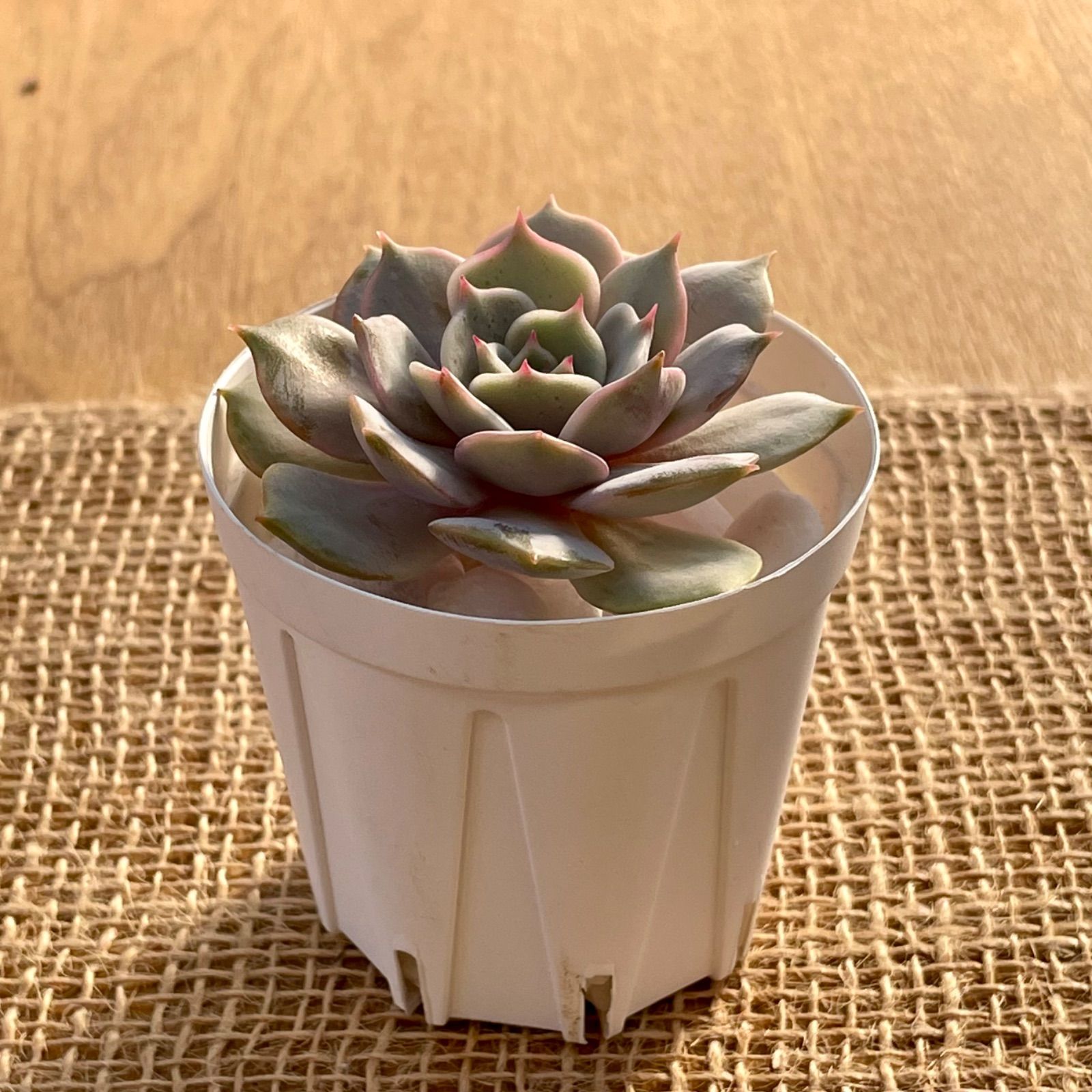 多肉植物✿(D)ローラ✿エケベリア カット苗 寄せ植えなどに♪ - メルカリ