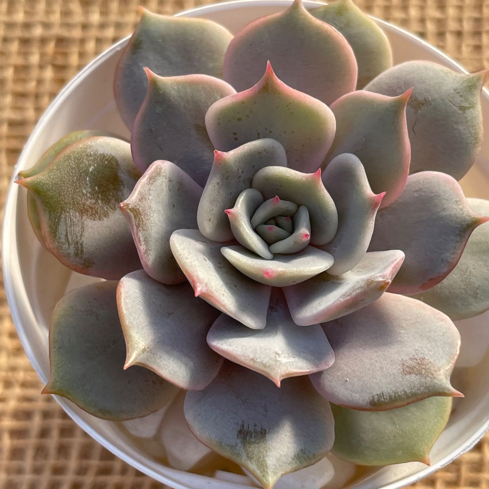 多肉植物✿(D)ローラ✿エケベリア カット苗 寄せ植えなどに♪ - メルカリ