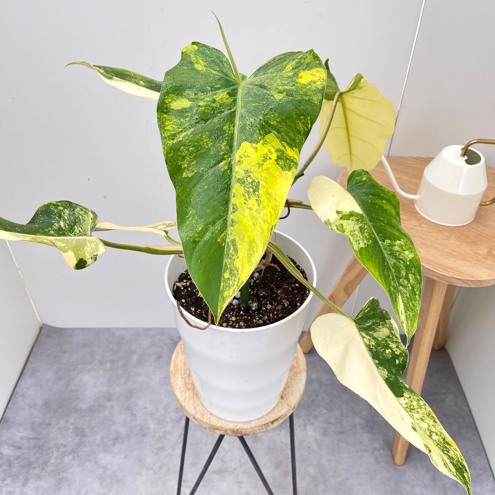 フィロデンドロン ドメスティカナム 斑入り 10 現品 観葉植物 室内 7号