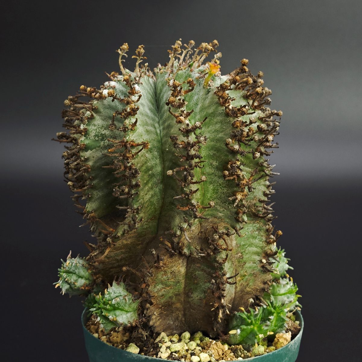 ユーフォルビア 白衣ホリダ アル バ 3号（9cm鉢） ※0004 - メルカリ