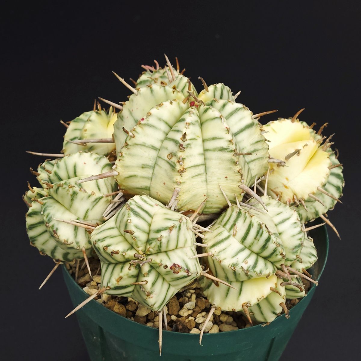 ユーフォルビア メロフォルミス錦 3号 9 cm鉢 0001