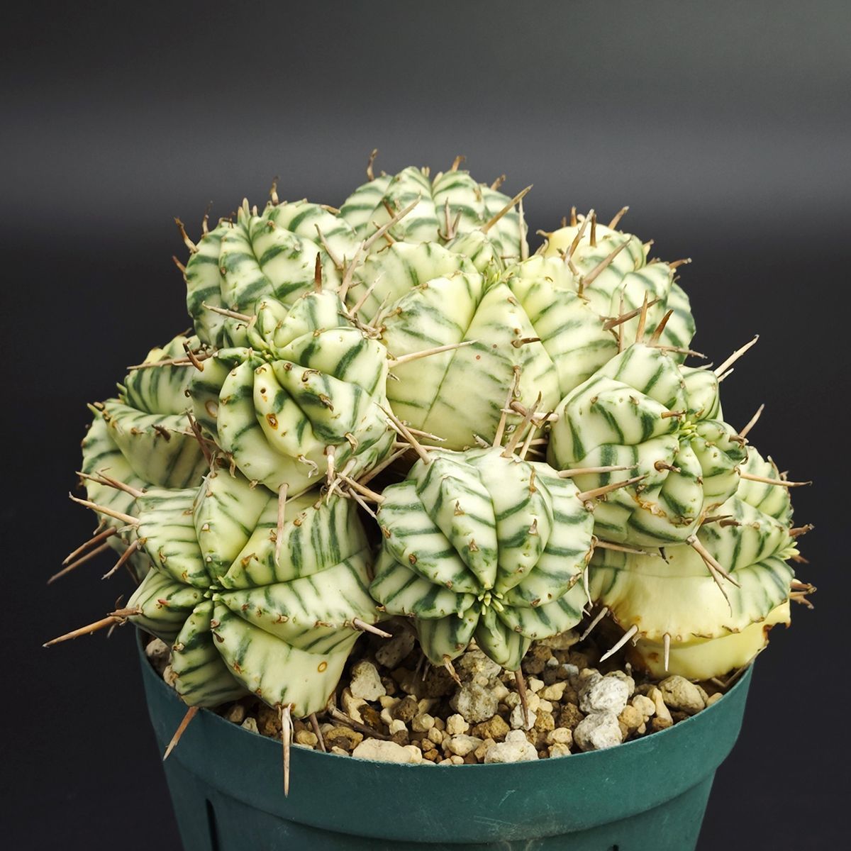 ユーフォルビア メロフォルミス錦 3号 9 cm鉢 0002