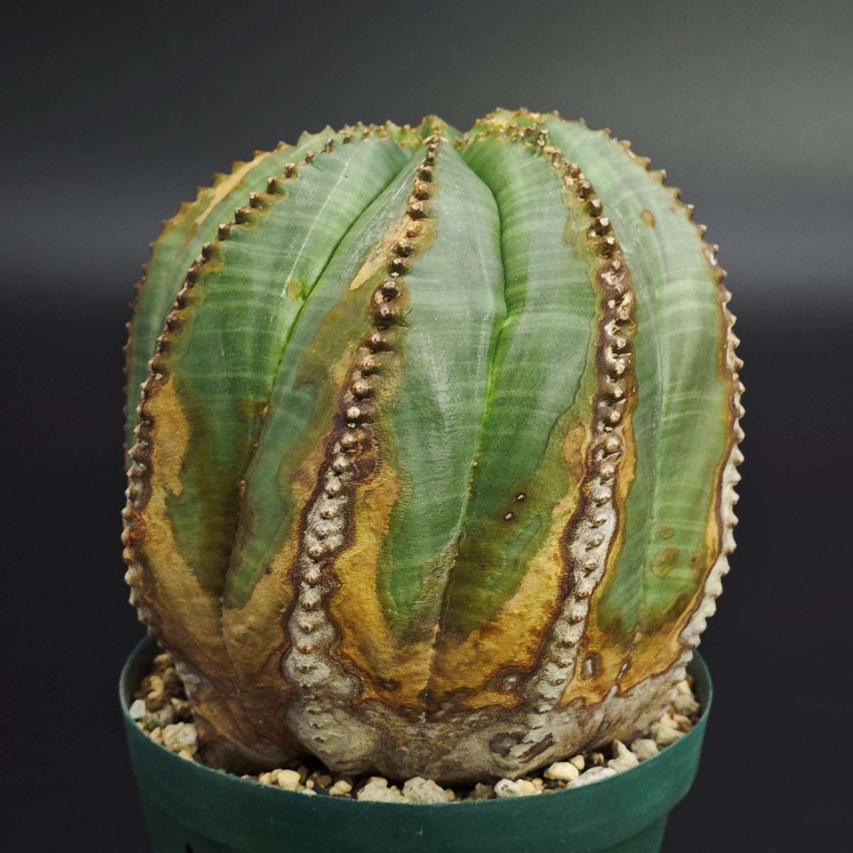 ユーフォルビア オベサ 3号（9cm鉢）※0001 - メルカリ