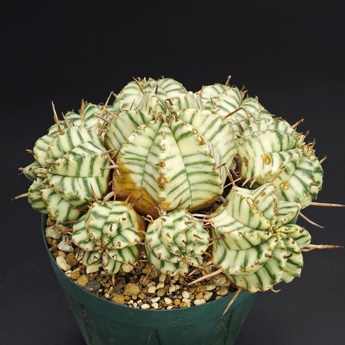 ユーフォルビア メロフォルミス錦 3号 9cm鉢 0003