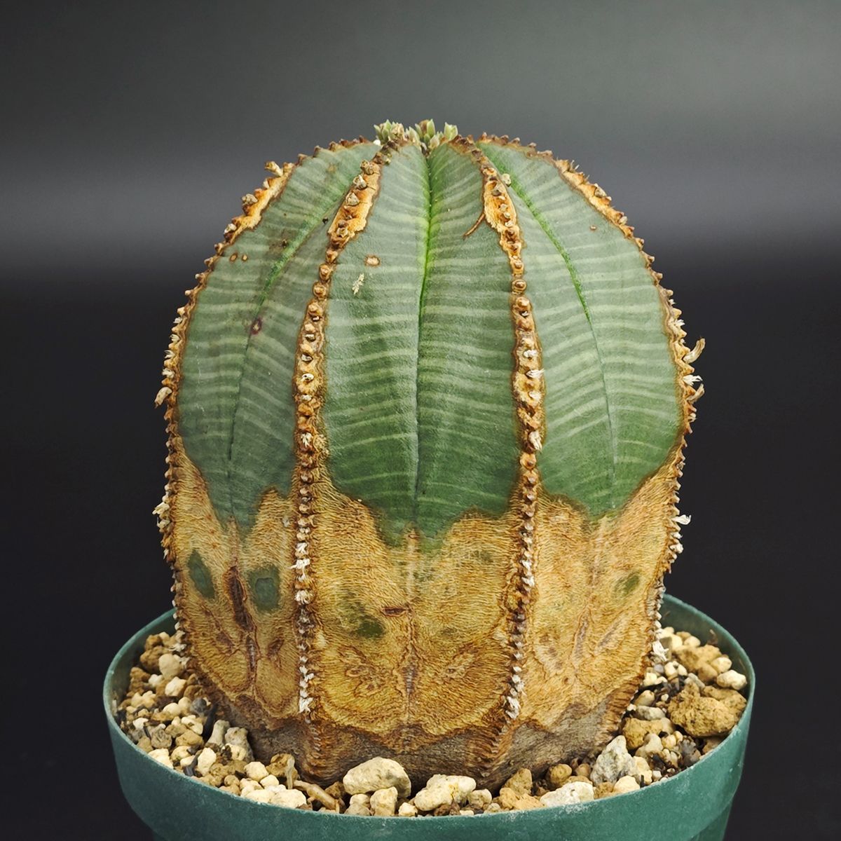 ユーフォルビア オベサ 3号（9cm鉢）※0003 - メルカリ