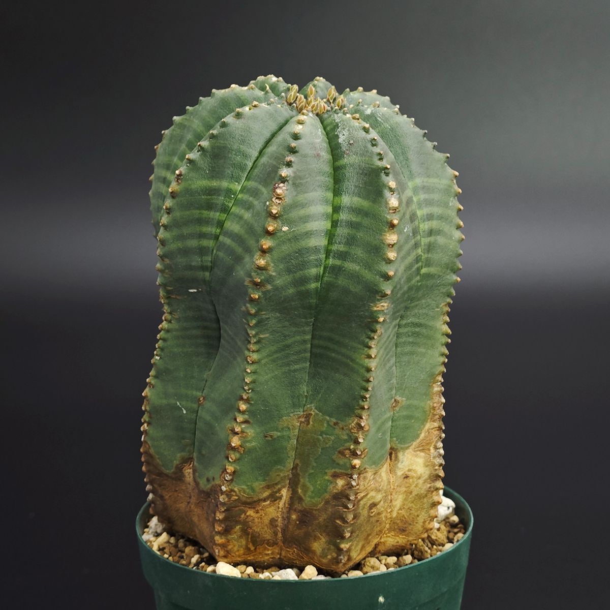 ユーフォルビア オベサ 2 5号 7 5 cm鉢 0018