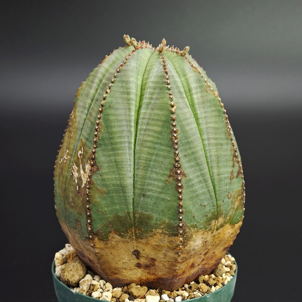 ユーフォルビア オベサ 2.5号 7.5 cm鉢 0019