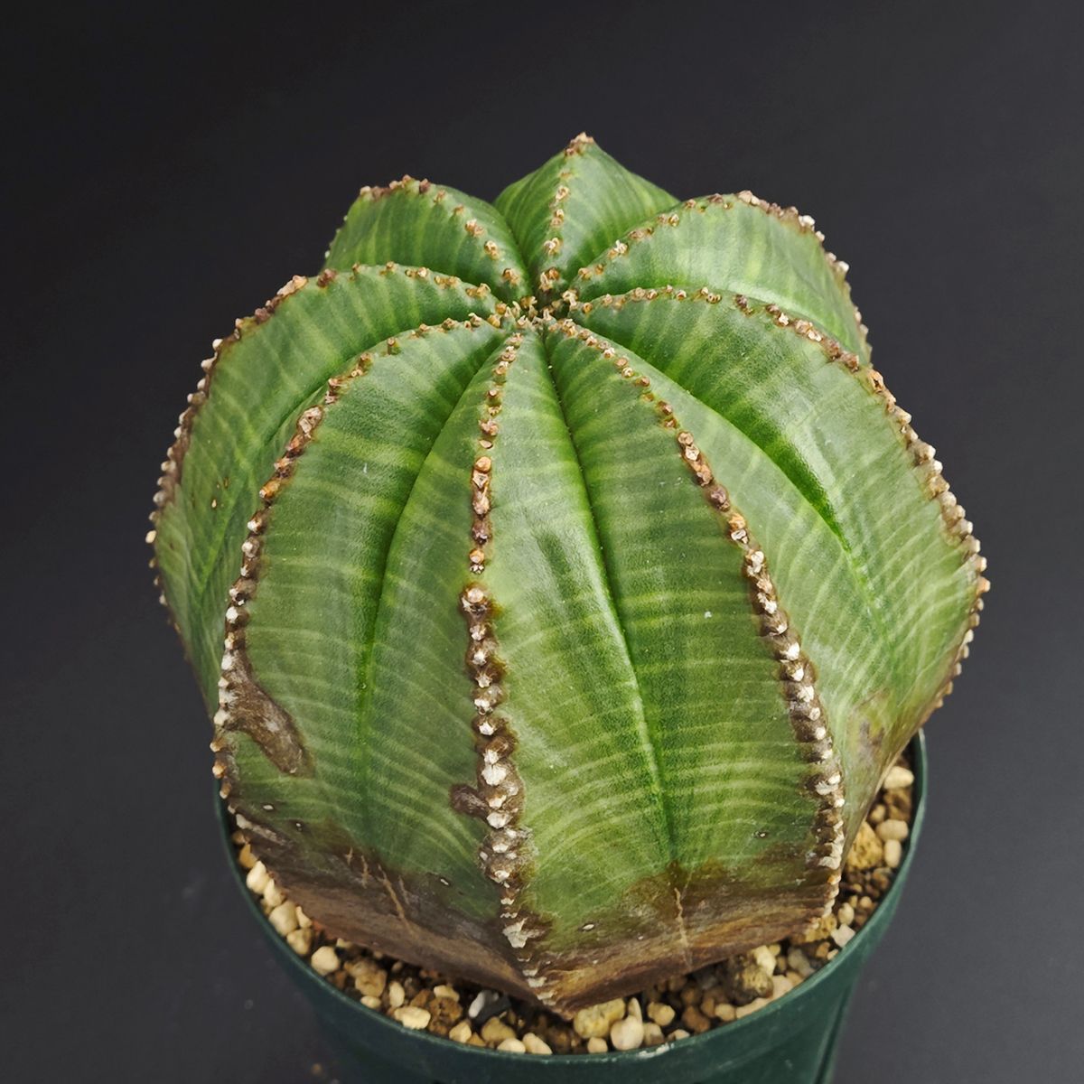 ユーフォルビア オベサ 2 5号 7 5 cm鉢 0020