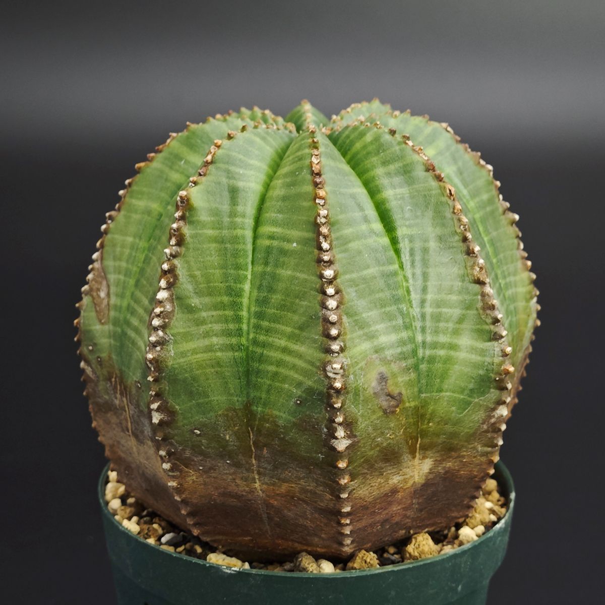 ユーフォルビア オベサ 2.5号 7.5 cm鉢 0020