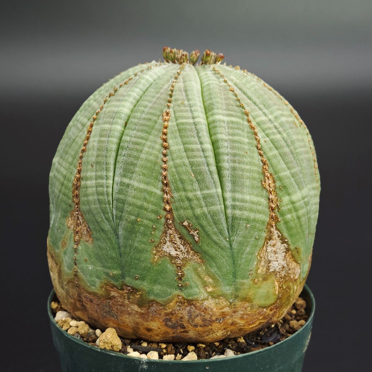 ユーフォルビア オベサ 2.5号 7.5cm鉢 0021