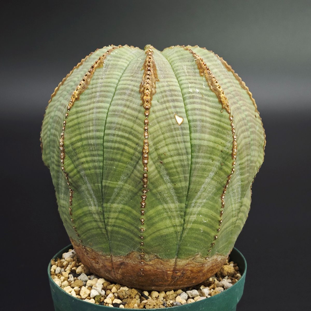 ユーフォルビア オベサ 2.5号 7.5 cm鉢 0022