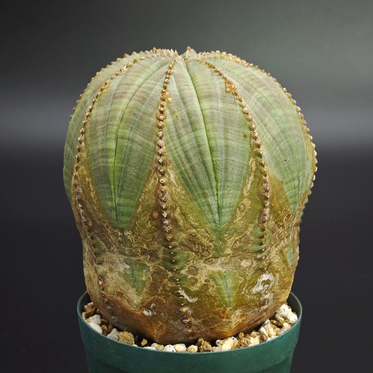 ユーフォルビア オベサ 2.5号 7.5 cm鉢 0024