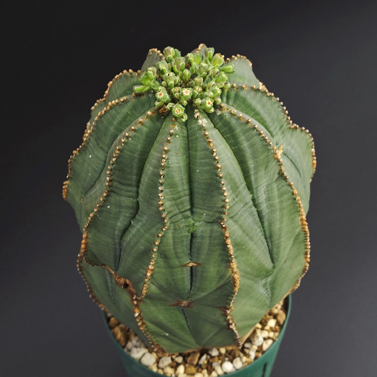 ユーフォルビア オベサ 2 5号 7 5 cm鉢 0025 その他多肉植物 観葉植物 フラワー ガーデニング