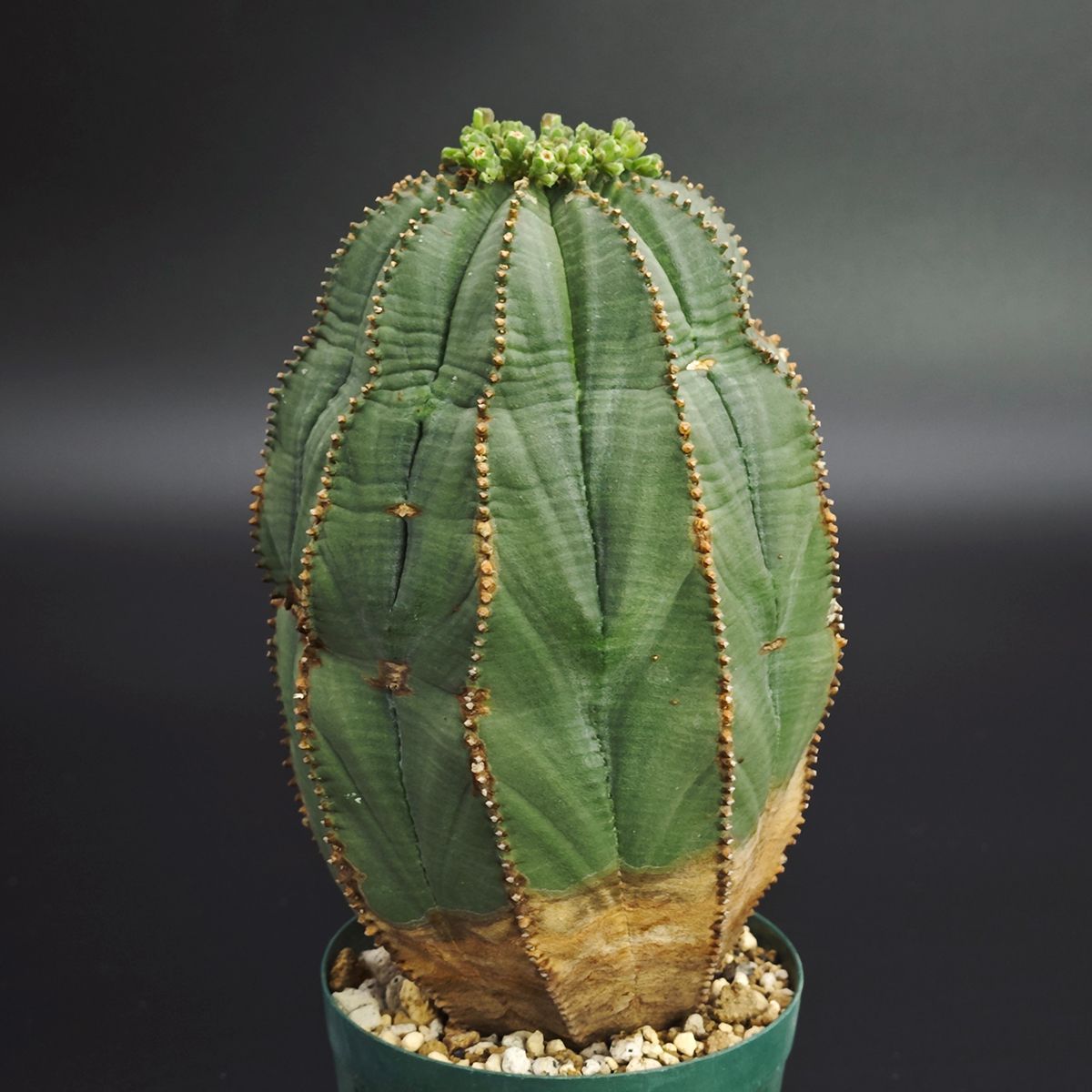 ユーフォルビア オベサ 2.5号 7.5 cm鉢 0025