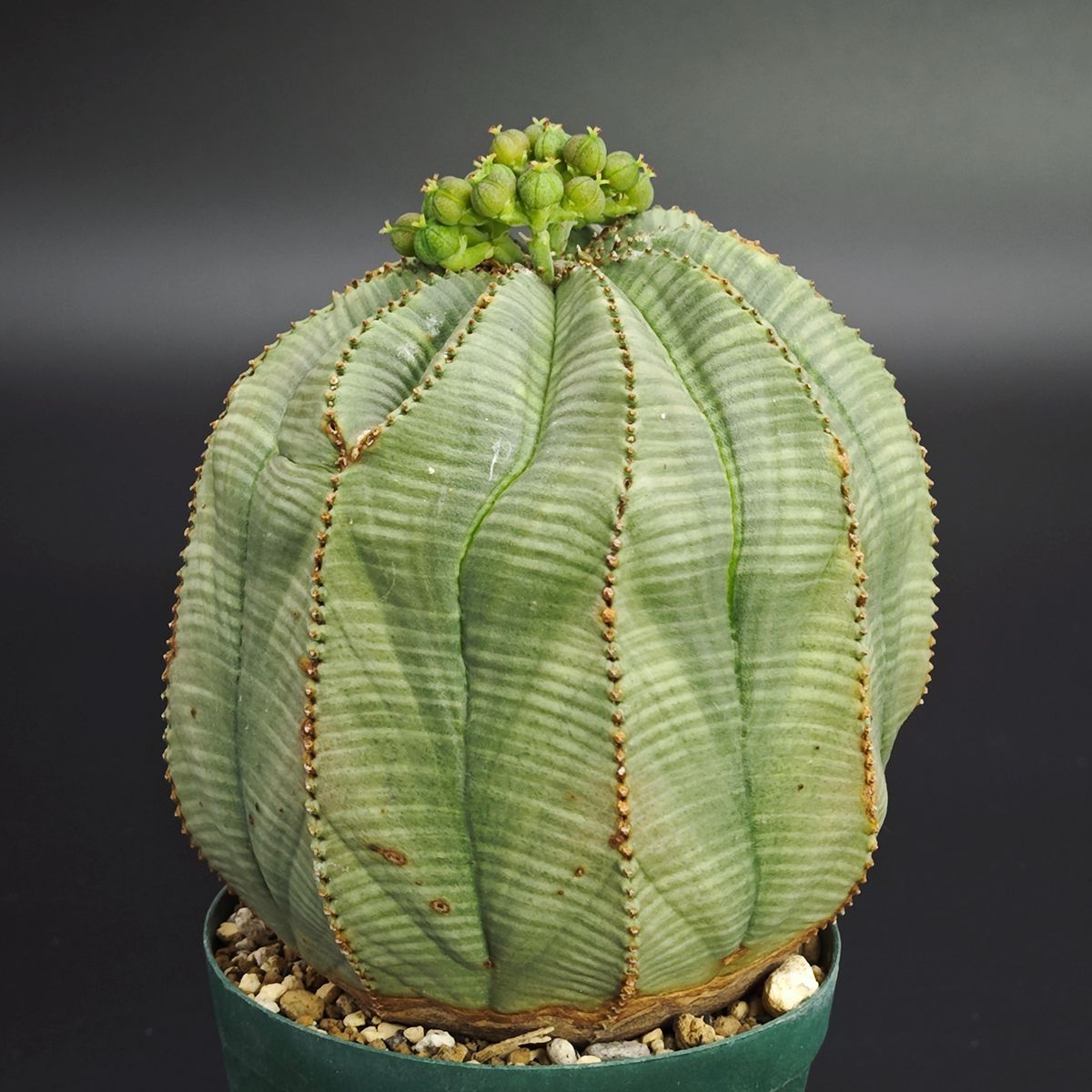 ユーフォルビア オベサ 2 5号 7 5 cm鉢 0027