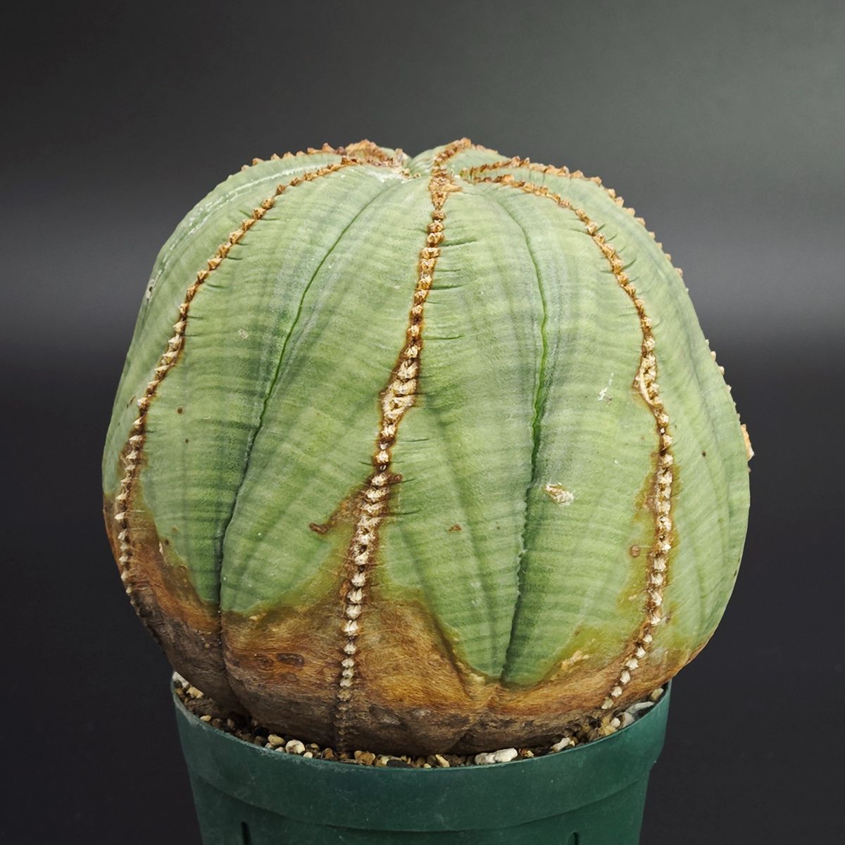 ユーフォルビア オベサ 2.5号 7.5cm鉢 0028