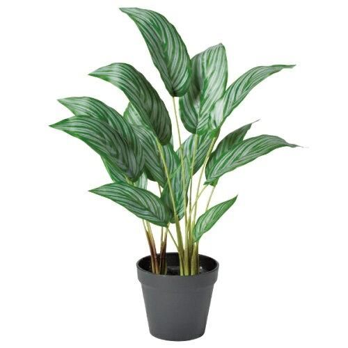 アスカ Asca カラテア ポット付 グリーン A-51053-051 A 入数 6