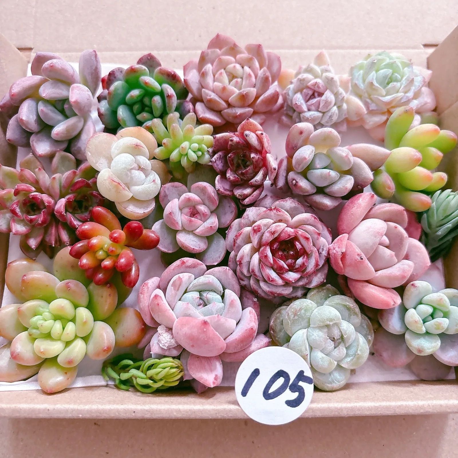 105 多肉植物寄せ植えセット - メルカリ