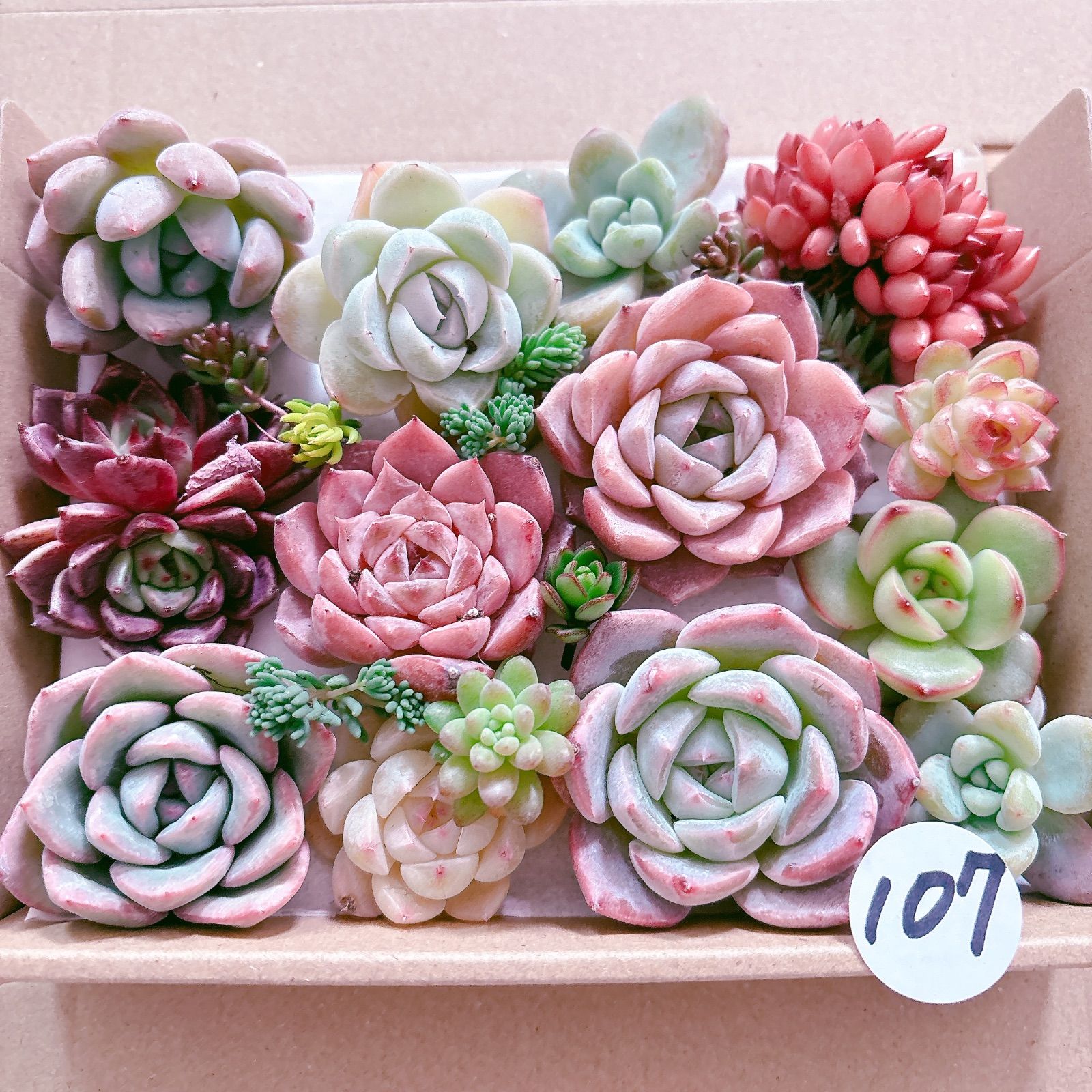 107 多肉植物寄せ植えセット - メルカリ