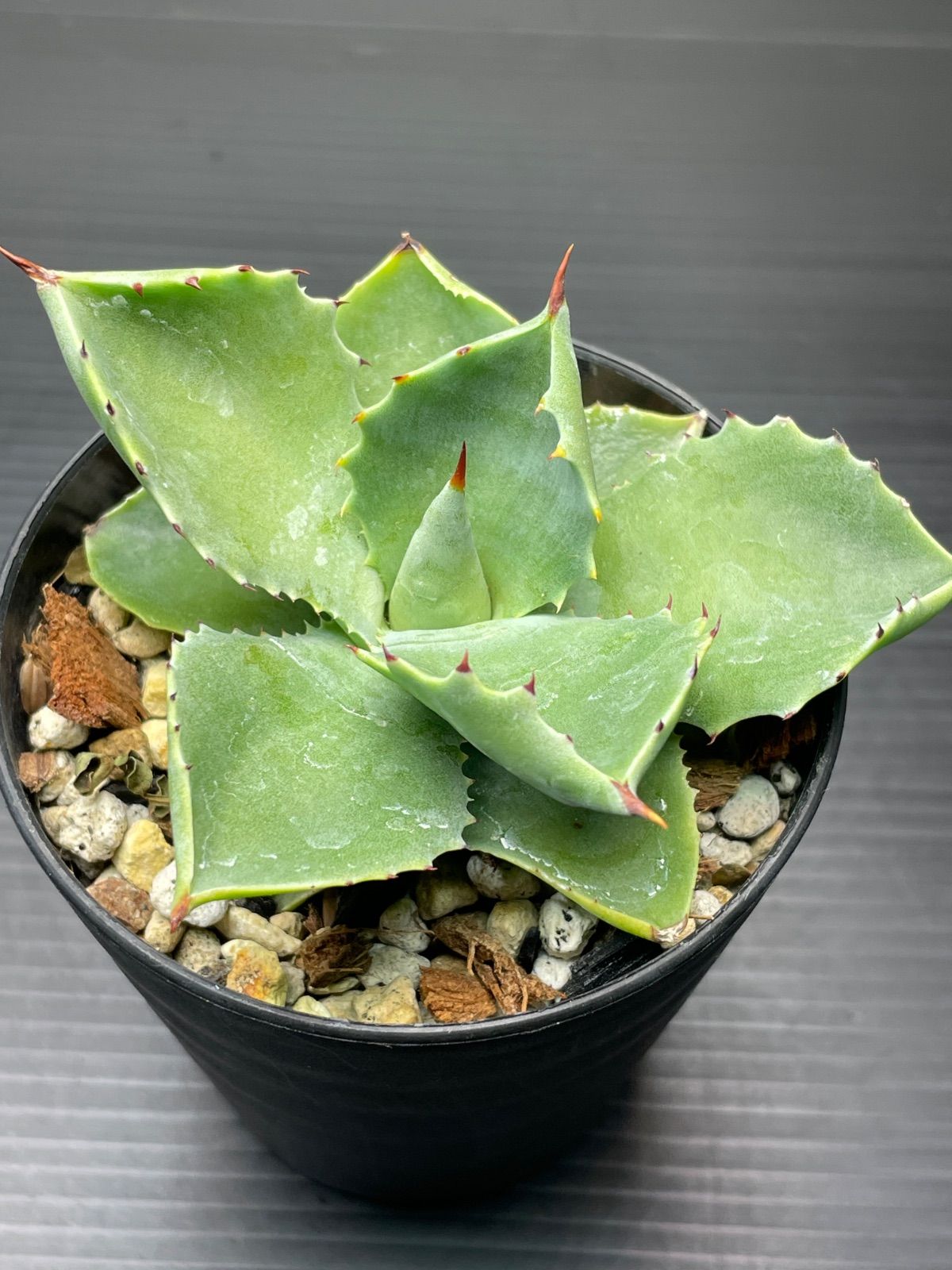 アガベ イシスメンシス 実生 3株セット - メルカリ